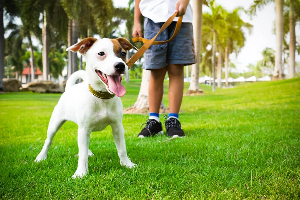 Köpek Eğitmeni